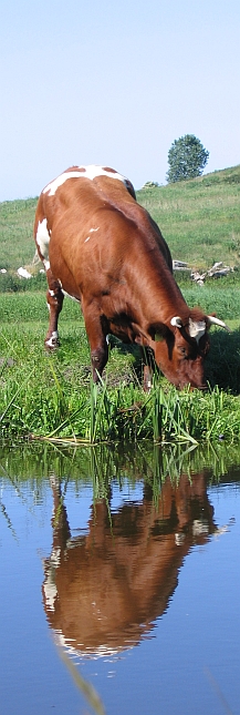 Cow